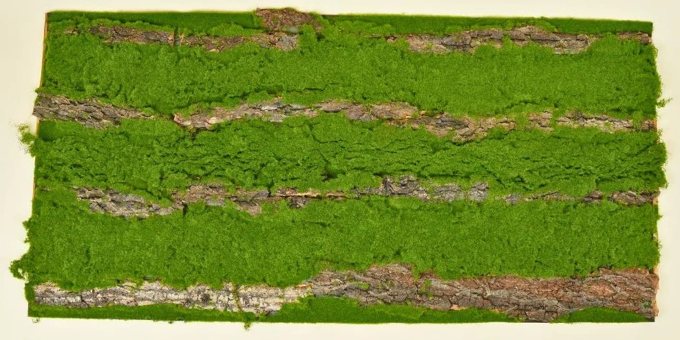 Moss with Wooden Sheet 100 x 50 cm